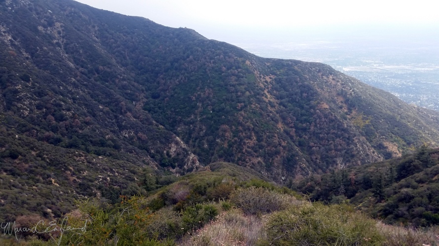 View of a hillside photographed from the Toll Road on the return trip to Eaton Canyon. This hillside is flanked in oak woodland. Note the large number of brown dead trees. Photo by Marcus C. England on 5/23/15.
