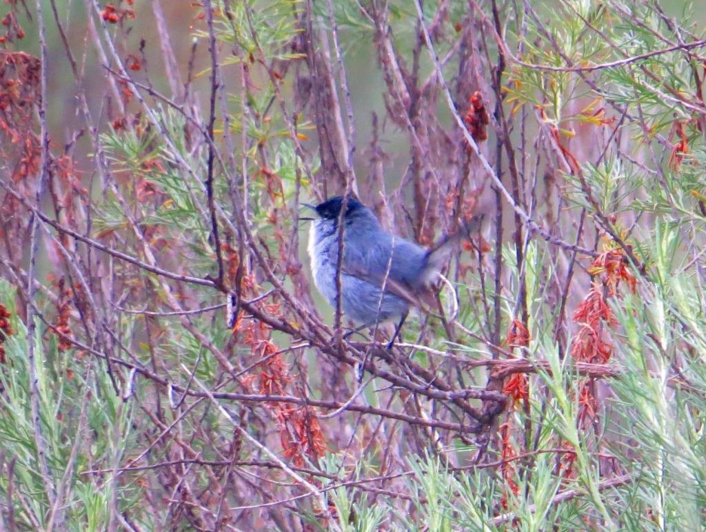 A male California Gnatcatcher, a threatened species, photographed by the author on a project site in San Diego County in February 2015. 