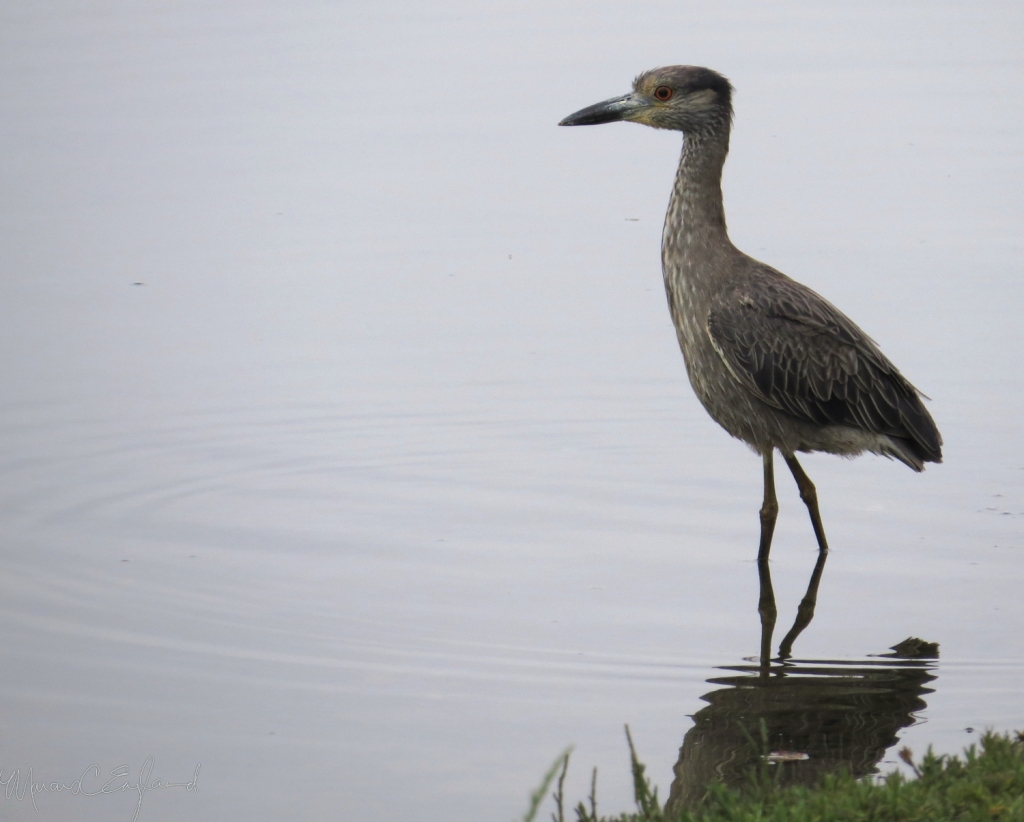 Yellow-crowned Night-Heron at Del Rey Lagoon. Photo by Marcus C. England.