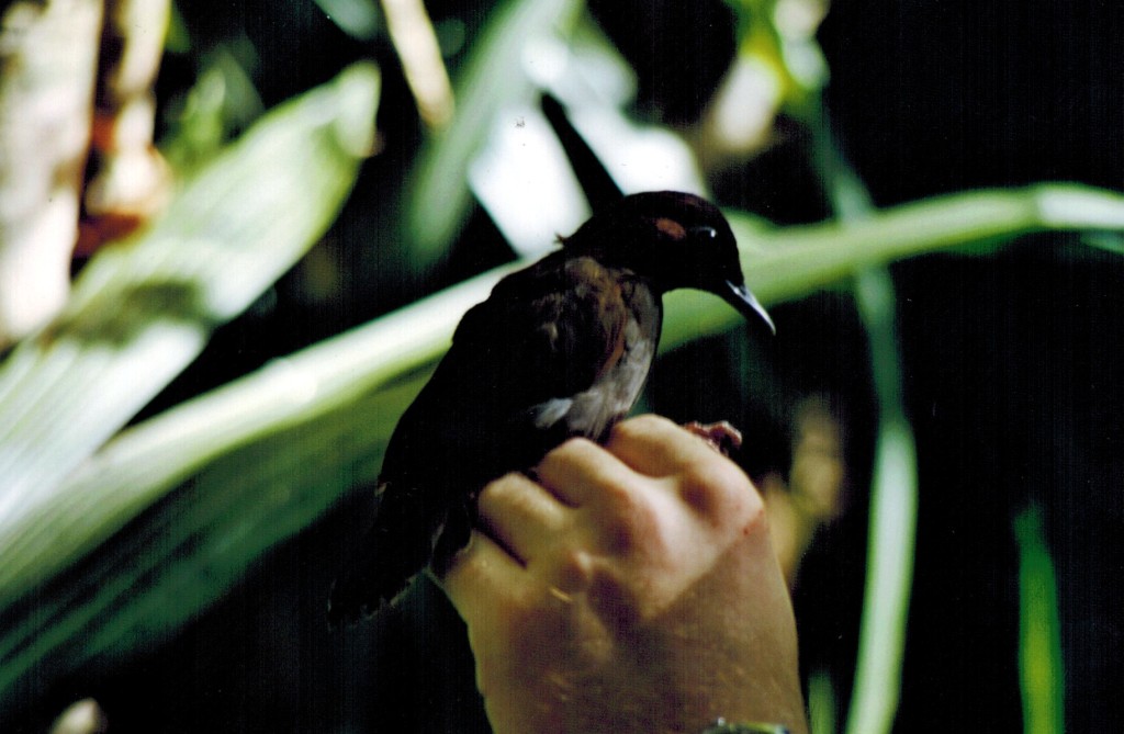 Antbird Aggregations: The Dynamics of Foraging Formicarids