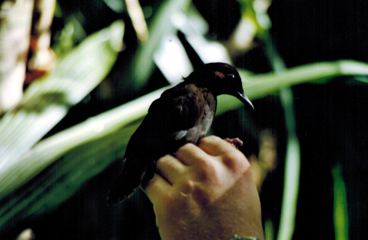 A Black-faced Antthrush (Formicarius analis) netted by the author as part of the Landbird Monitoring Programme at Lamanai, Belize.