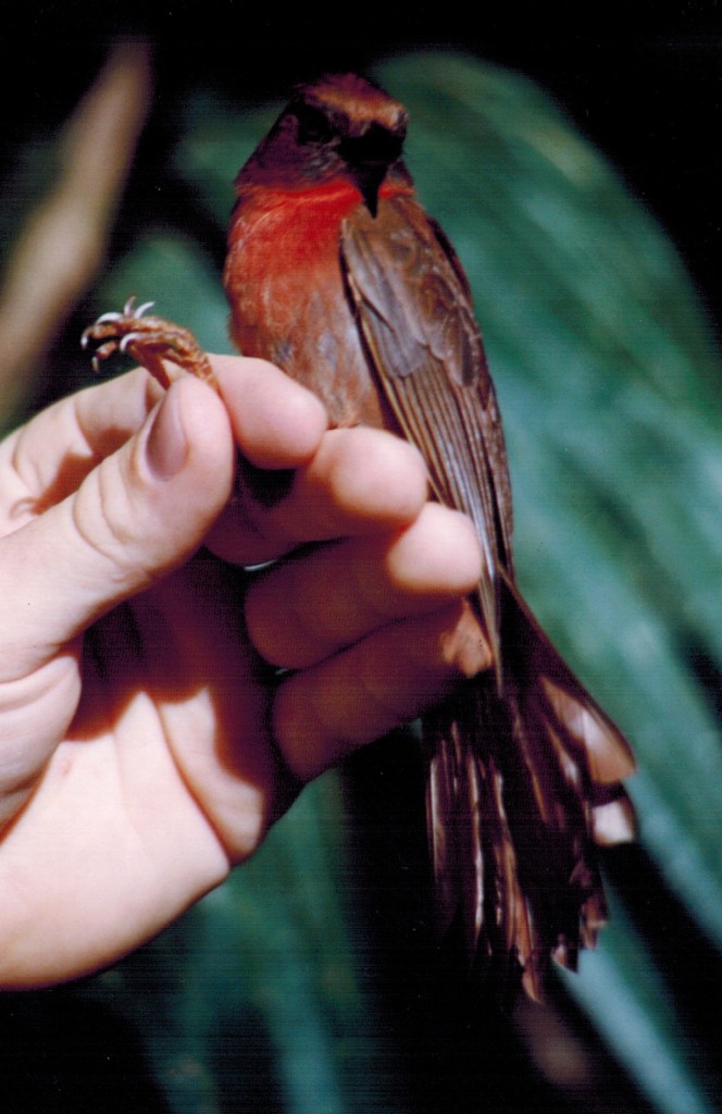 A male Red-throated Ant-Tanager (Habia fuscicauda) netted by the author as part of the Landbird Monitoring Programme at Lamanai, Belize. While not a member of the antbird family, ant-tanagers are ant following species.