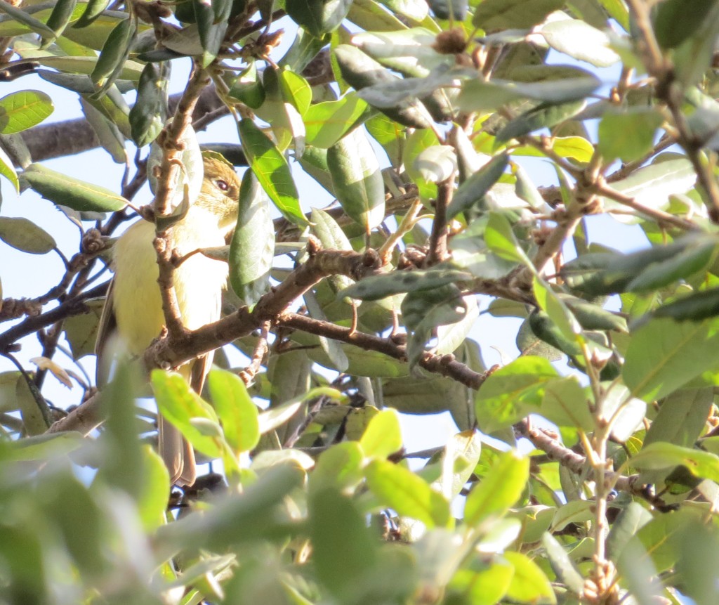Pacific-slope Flycatcher at Monte Verde Park, January 11, 2016. Photo by Marcus C. England.